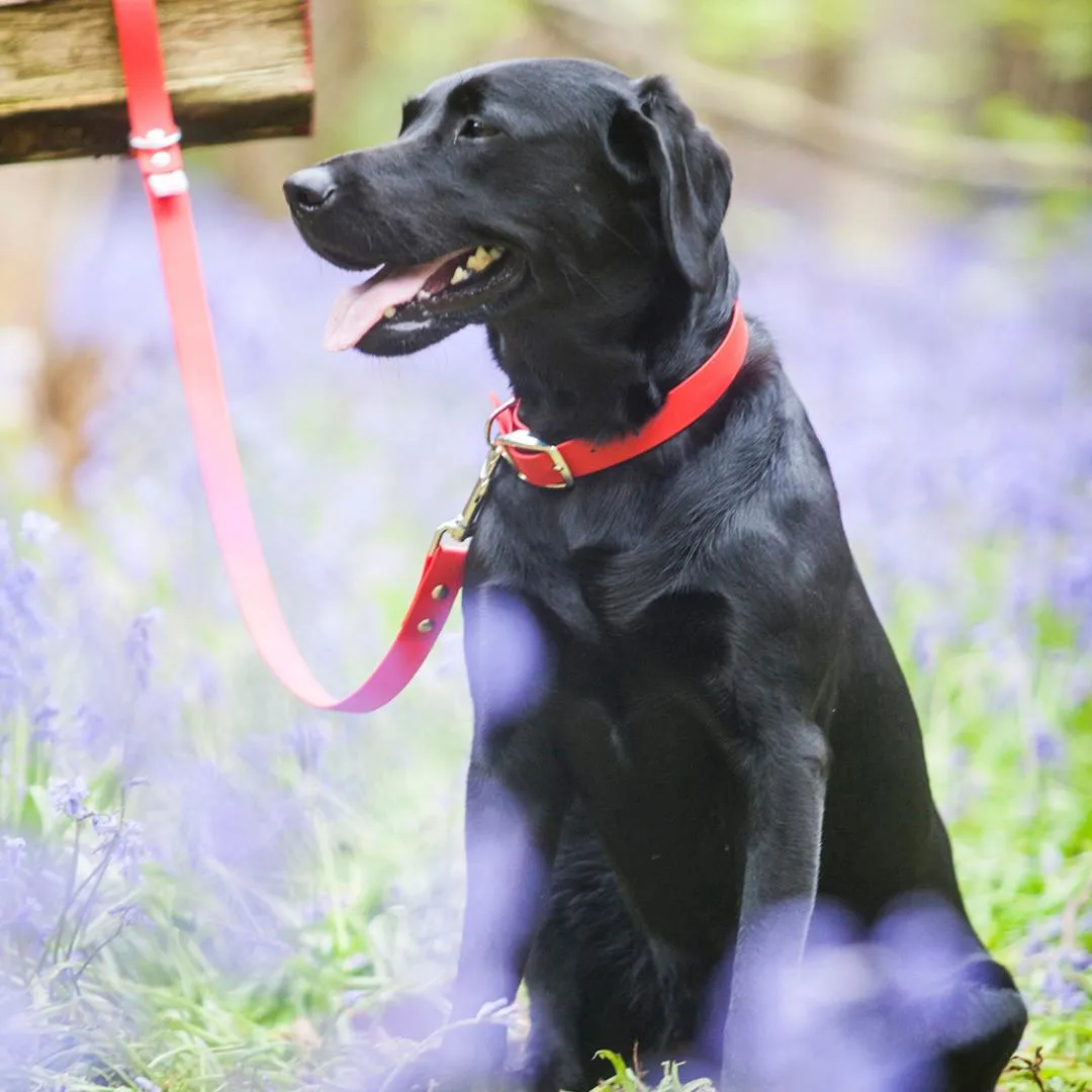 Bright Biothane Vegan Leather Waterproof Dog Leads