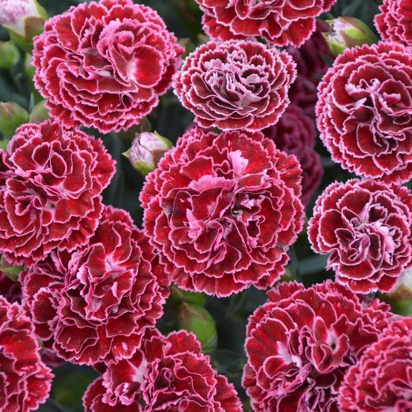 Fruit Punch® Cherry Vanilla Dianthus